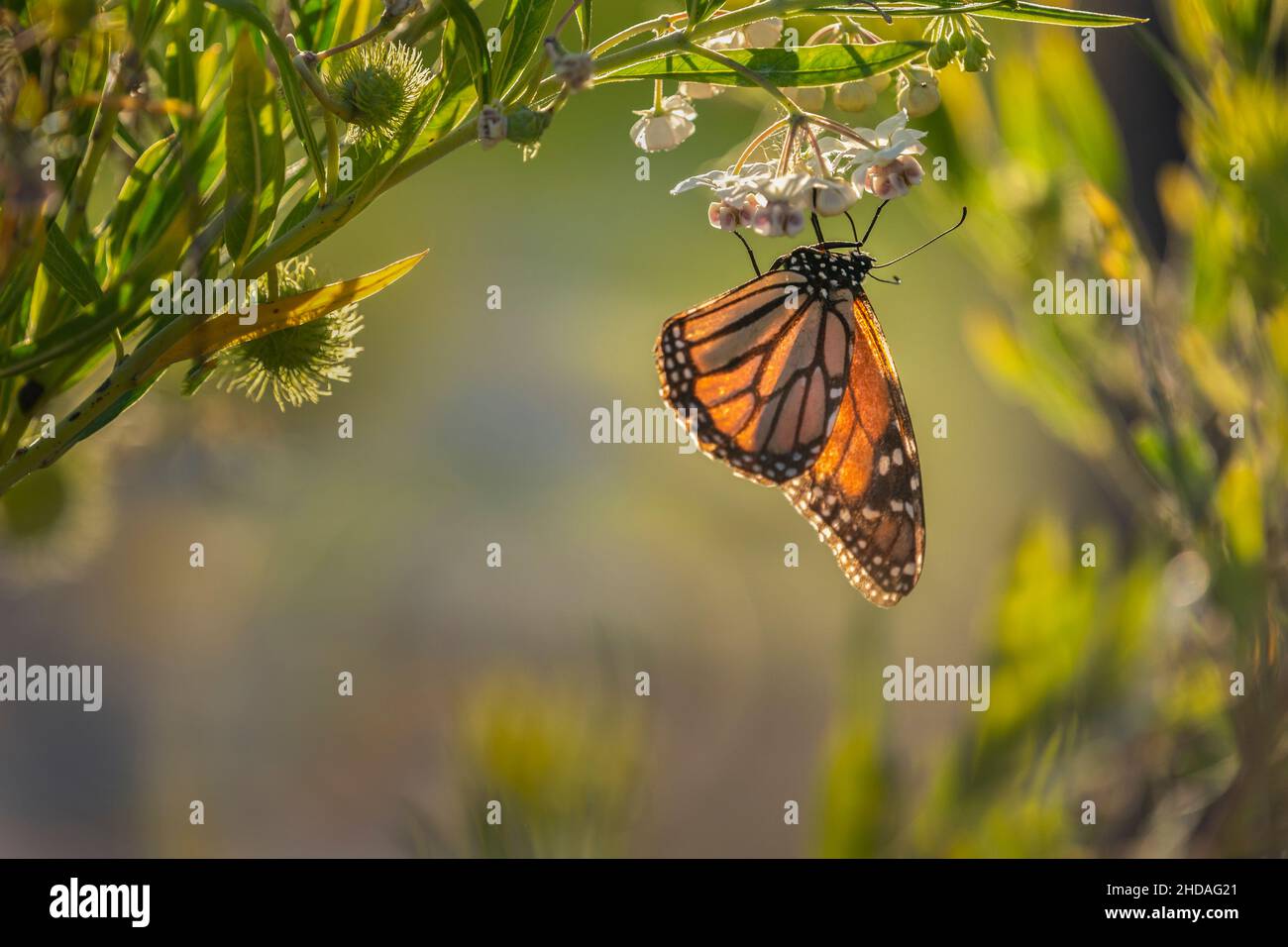 Monarch butterfly back-lit by the setting sun, feeding on milkweed flowers. Stock Photo
