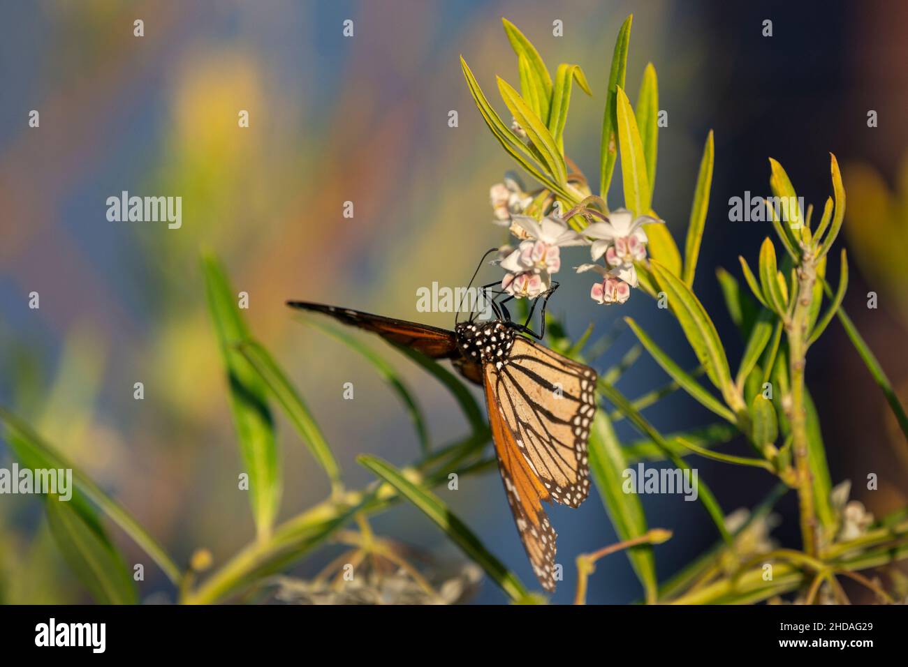 Monarch butterfly feeding on milkweed flowers. Soft blue door with flowers background. Stock Photo