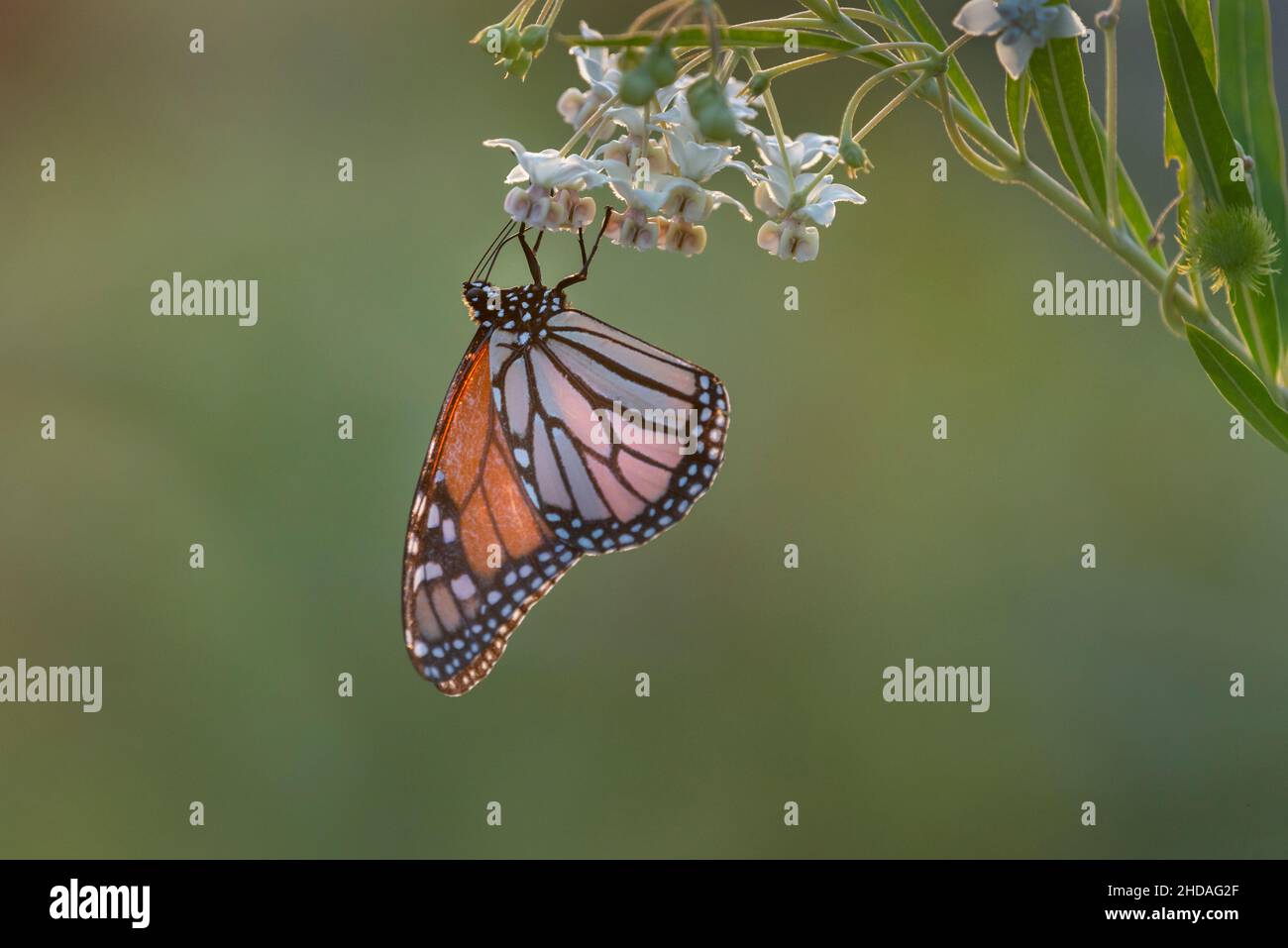 Monarch butterfly back-lit by the setting sun, feeding on milkweed flowers. Nature green background. Stock Photo