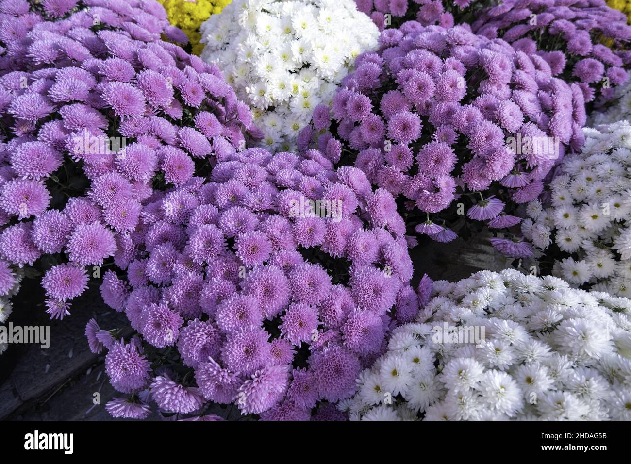 Detail of flowers to remember the dead Stock Photo Alamy