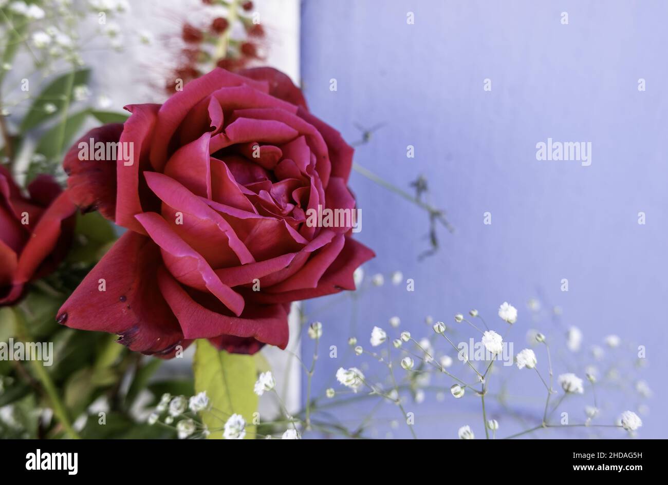 Detail of flowers to remember the dead Stock Photo Alamy