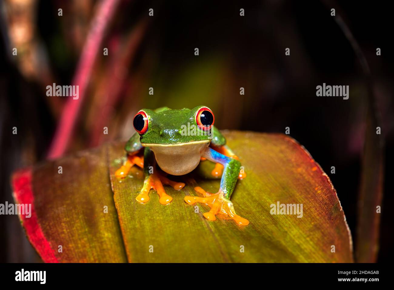 Red-eyed tree frog (Agalychnis callidryas), Beautiful iconic Green frog with red eyes sits on a red leaf in the tropics. Refugio de Vida Silvestre Can Stock Photo