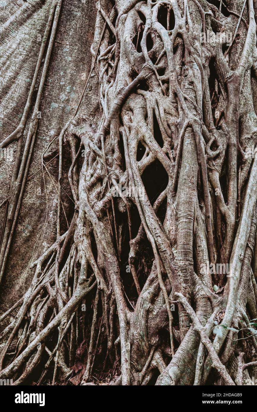 Tangled Fig Tree and tree trunks in tropical jungle forest, Rincon de la Vieja National Park, Parque Nacional Rincon de la Vieja, Guanacaste Province, Stock Photo