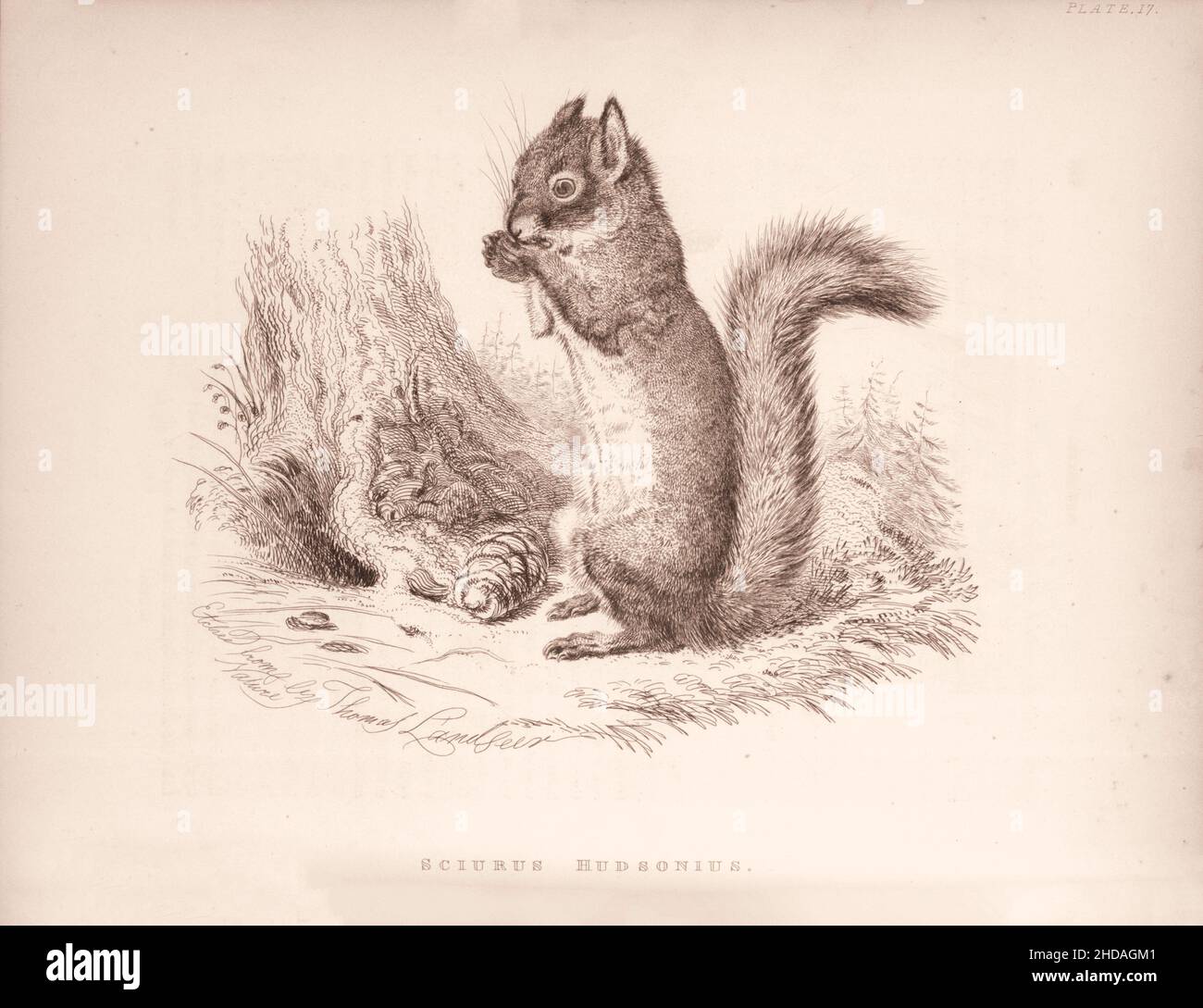 Vintage (drawing) etching of The Chickaree. Sciurus Hudsonius. 1829-1837, by J. Murray (Publisher) Stock Photo