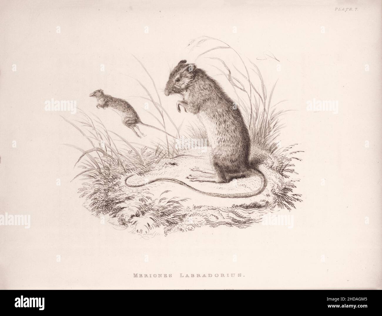 Vintage (drawing) etching of Labrador Jumping Mouse. Neotoma Drummondii. 1829-1837, by J. Murray (Publisher) Stock Photo