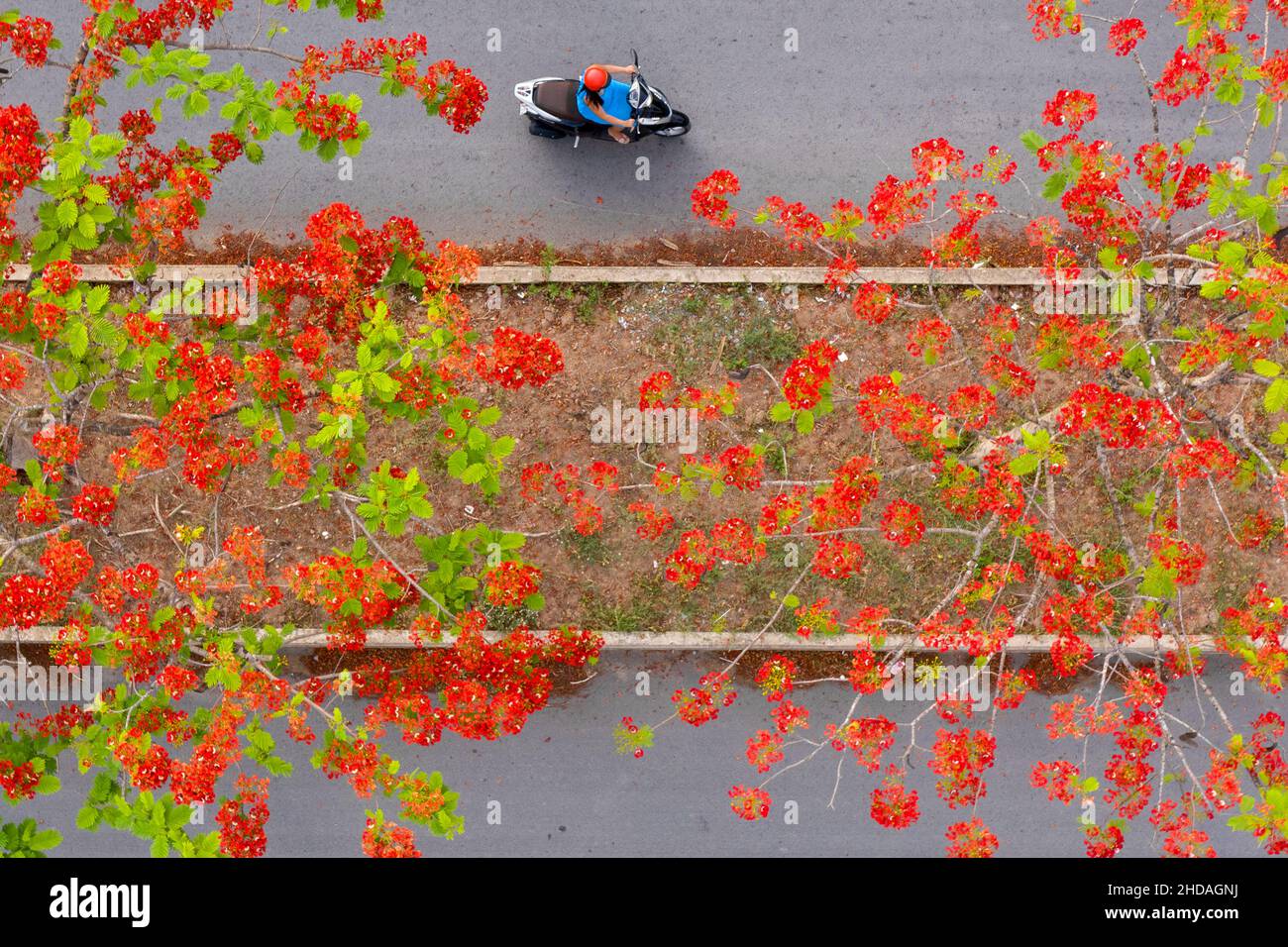 Phoenix flowers are blooming red on the streets of Vinh Long, Vietnam Stock Photo