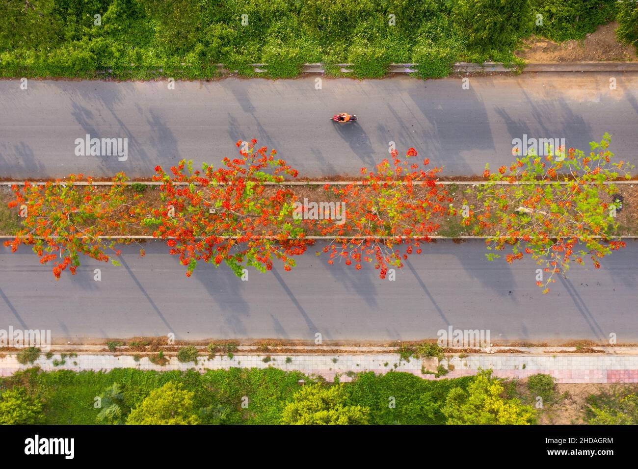Phoenix flowers are blooming red on the streets of Vinh Long, Vietnam Stock Photo