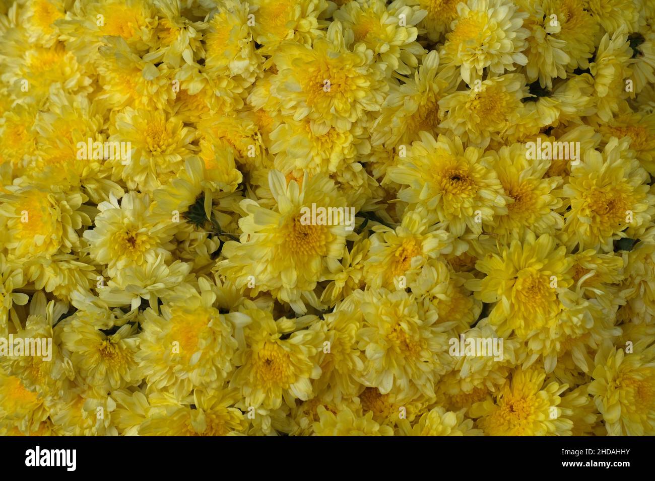 December 20, 2021, Colorful garlands flower selling in the market stalls in Karnataka, India, These flowers are used for wedding decorations, temple c Stock Photo