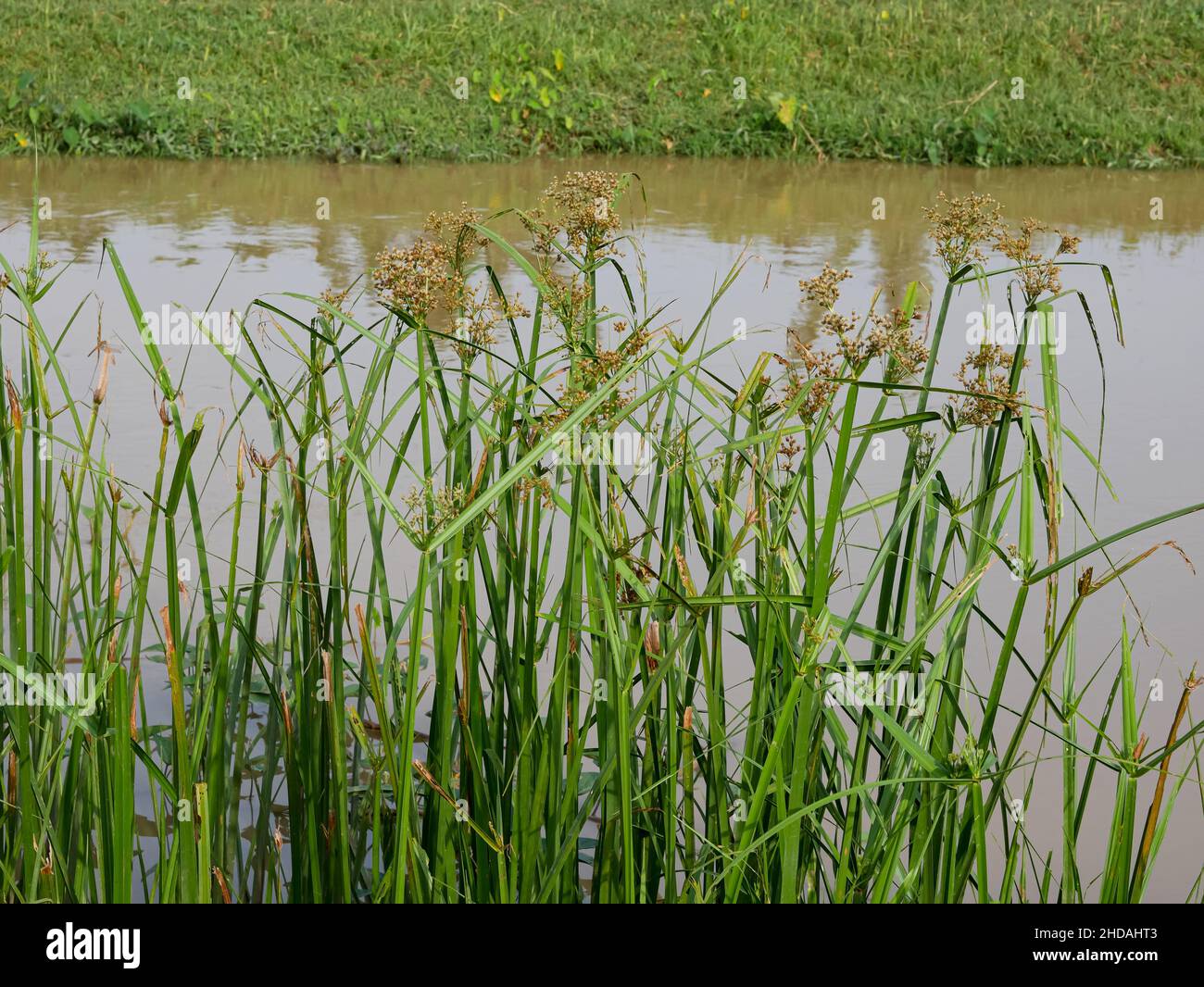 Club-rush or Scirpus group of the Cyperáceae family by the river. Stock Photo
