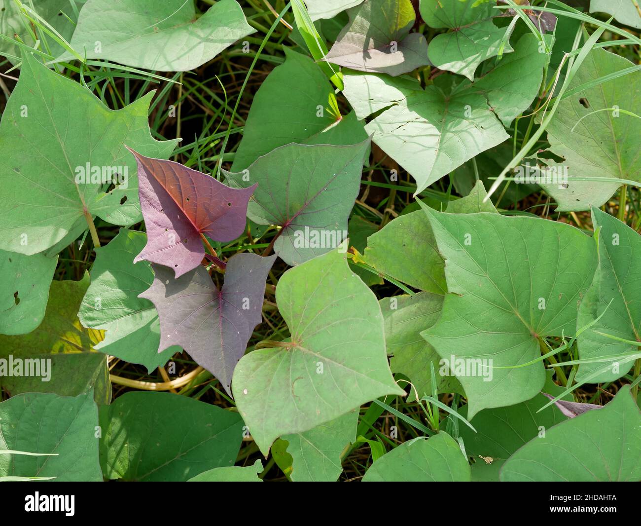 purple and green sweet potato leaves. plants, vegetables, vegetarian. Stock Photo