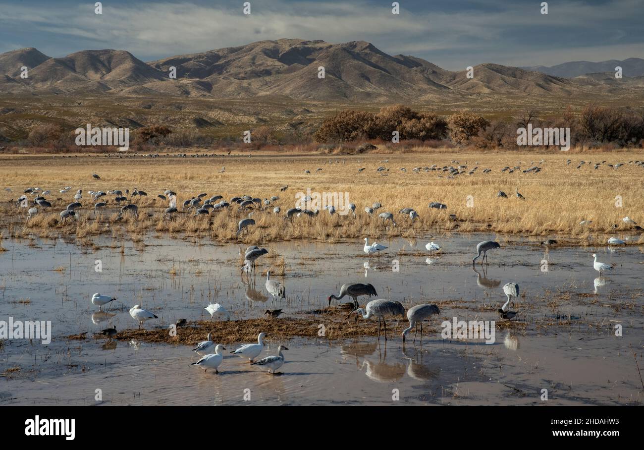 Snow geese, Anser caerulescens, and Sandhill Cranes, feeding in flooded fields, Rio Grande valley, Bosque del Apache. New Mexico. Stock Photo