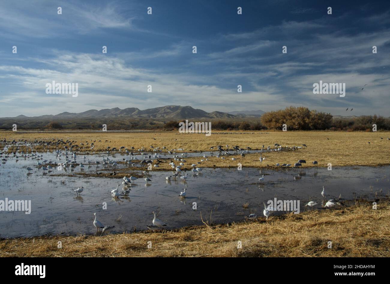 Snow geese, Anser caerulescens, and Sandhill Cranes, feeding in flooded fields, Rio Grande valley, Bosque del Apache. New Mexico. Stock Photo