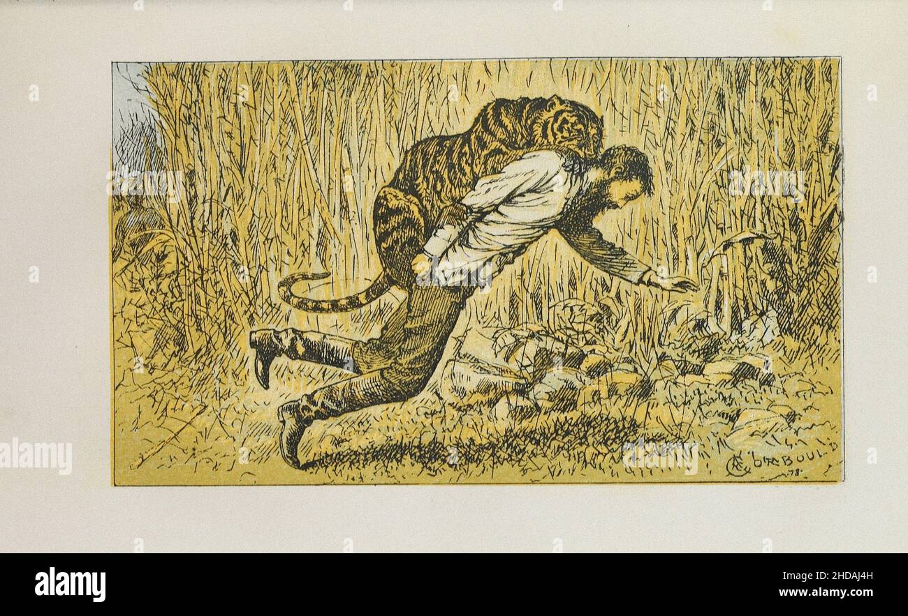 Lithograph of sport in British Burmah, Assam, and the Cassyah and Jyntiah Hills: Unsuccessful tiger hunt. The tiger attacks a hunter. 1879 Stock Photo