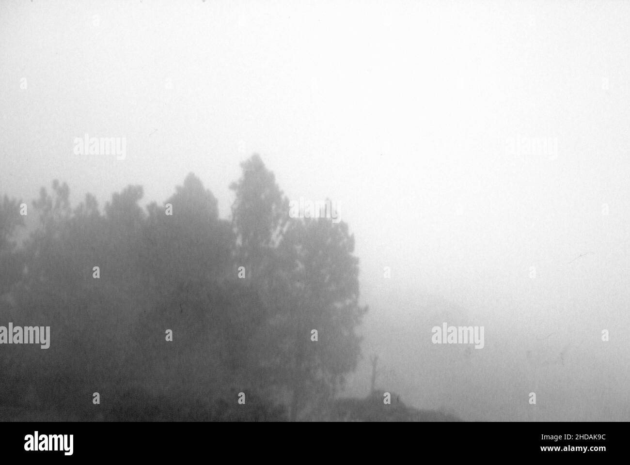 A beautiful landscape of a jungle in black and white in Costa Rica