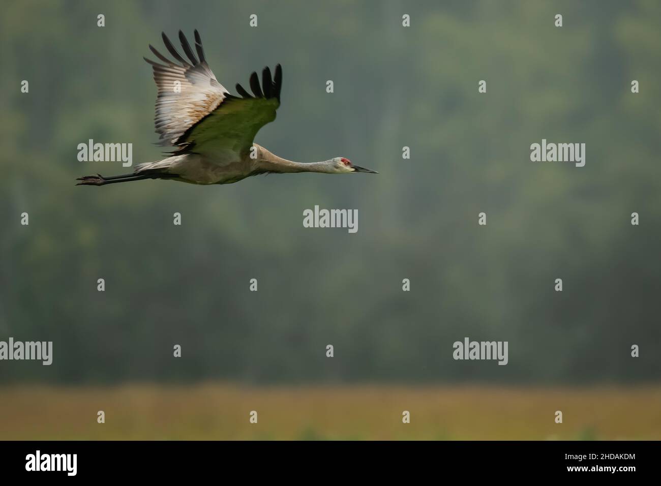 Closeup of a Sandhill Crane flying with its sings open at Creamers Field, Fairbanks, Alaska, USA Stock Photo