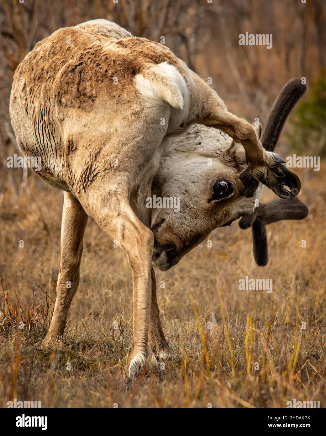 Closeup of a caribou scratching it's head in Denali National Park, Alaska, USA Stock Photo