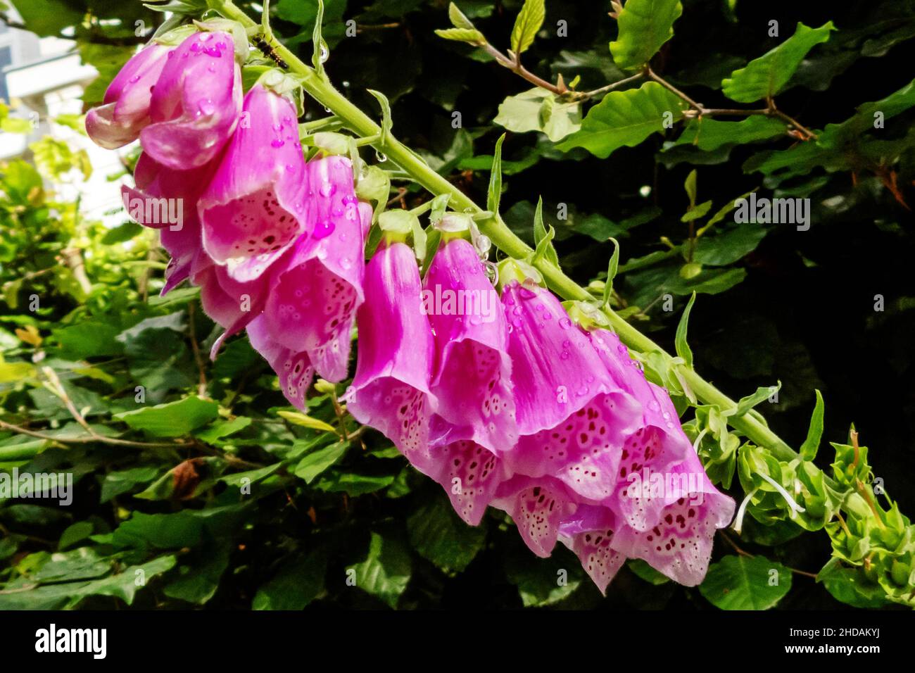 blühender Roter Fingerhut, Digitalis purpurea / flowering Foxglove, Digitalis purpurea Stock Photo