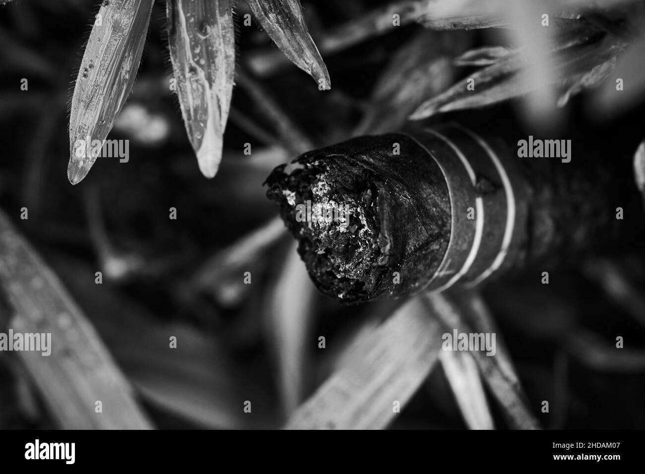 Closeup of a cigar burning tip in black and white with a blurred background of tropical leaves Stock Photo
