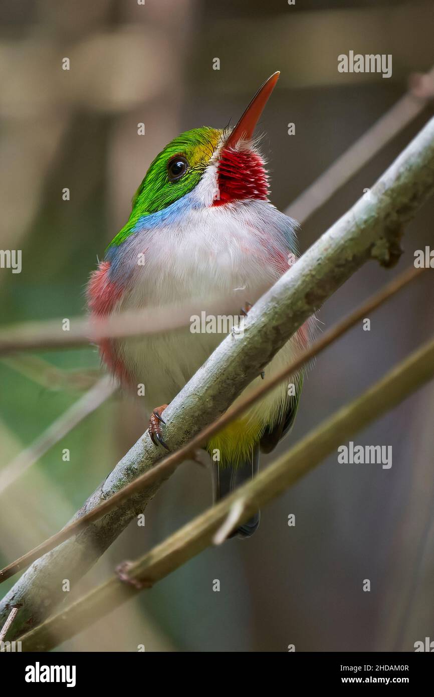 Closeup of a Cuban tody bird standing on a branch of a tree outdoors with a blurred background Stock Photo