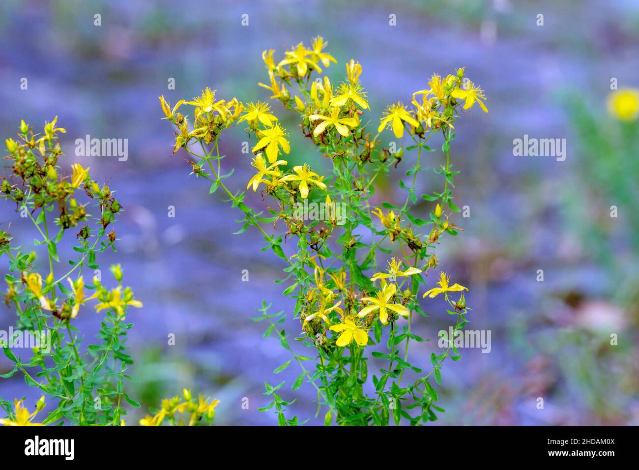 Echtes Johanniskraut, Hypericum perforatum / Johannis Herbs, Hypericum perforatum Stock Photo