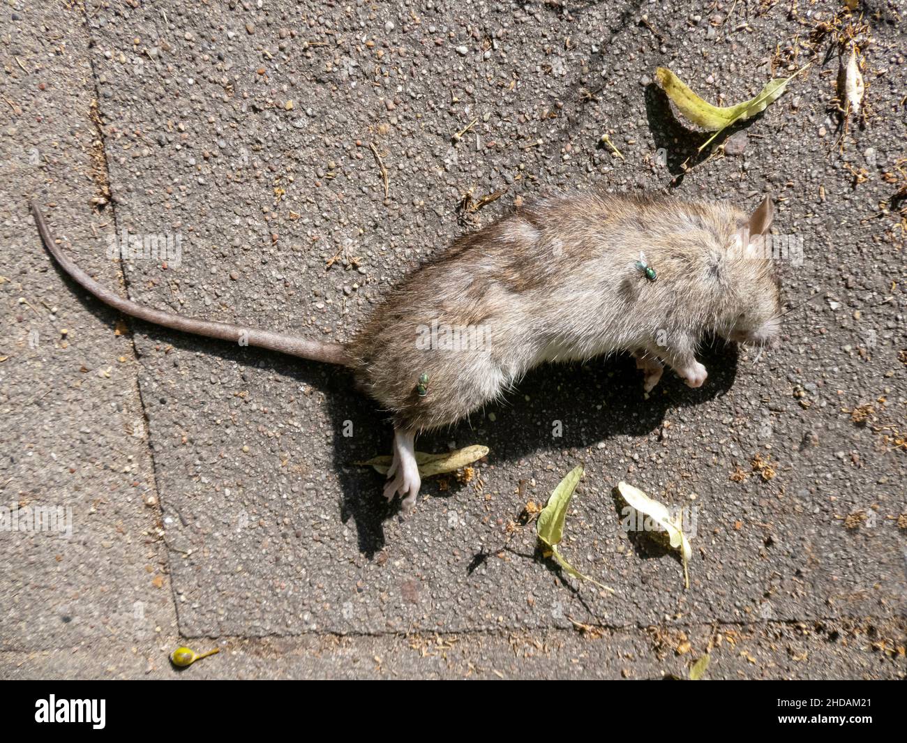 tote Wanderratte auf Fußweg, Rattus norvegicus / dead Norway Rat on footpath, Rattus norvegicus Stock Photo