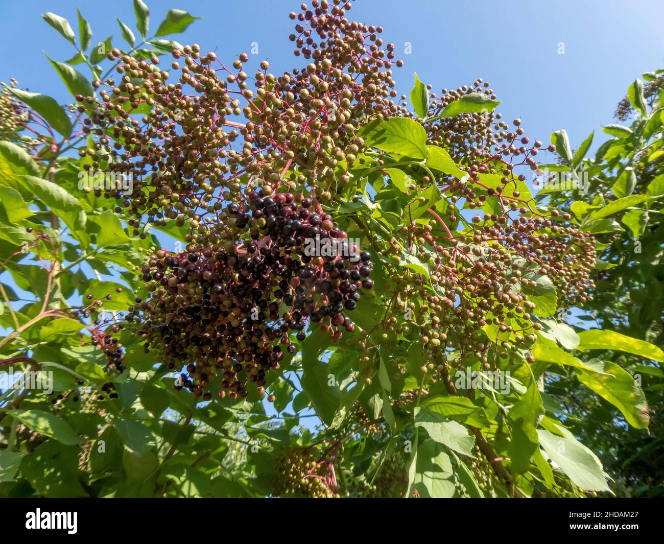 Holunderbeeren werden reif, Sambucus nigra / Elder berries ripen, Sambucus nigra Stock Photo