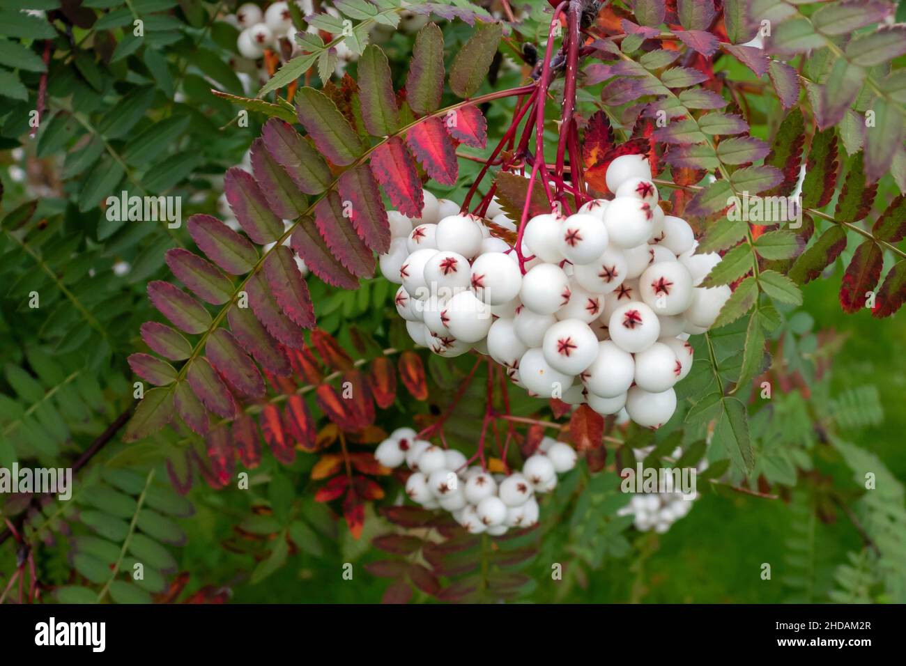 Weißfrüchtige Vogelbeere, Sorbus koehneana / Chinese Mountain Ash, Sorbus koehneana Stock Photo