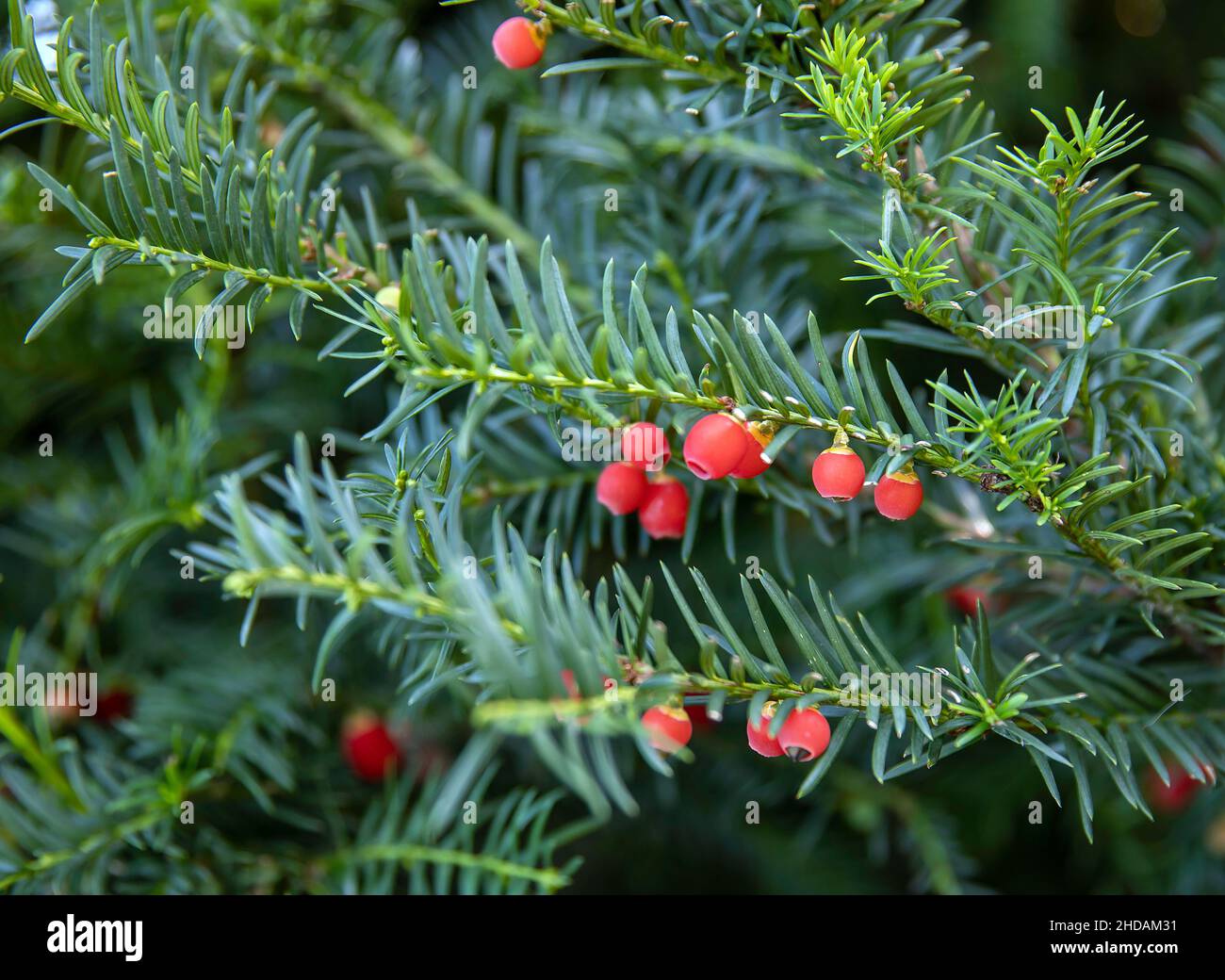 lebensdauer eibe Taxus baccata