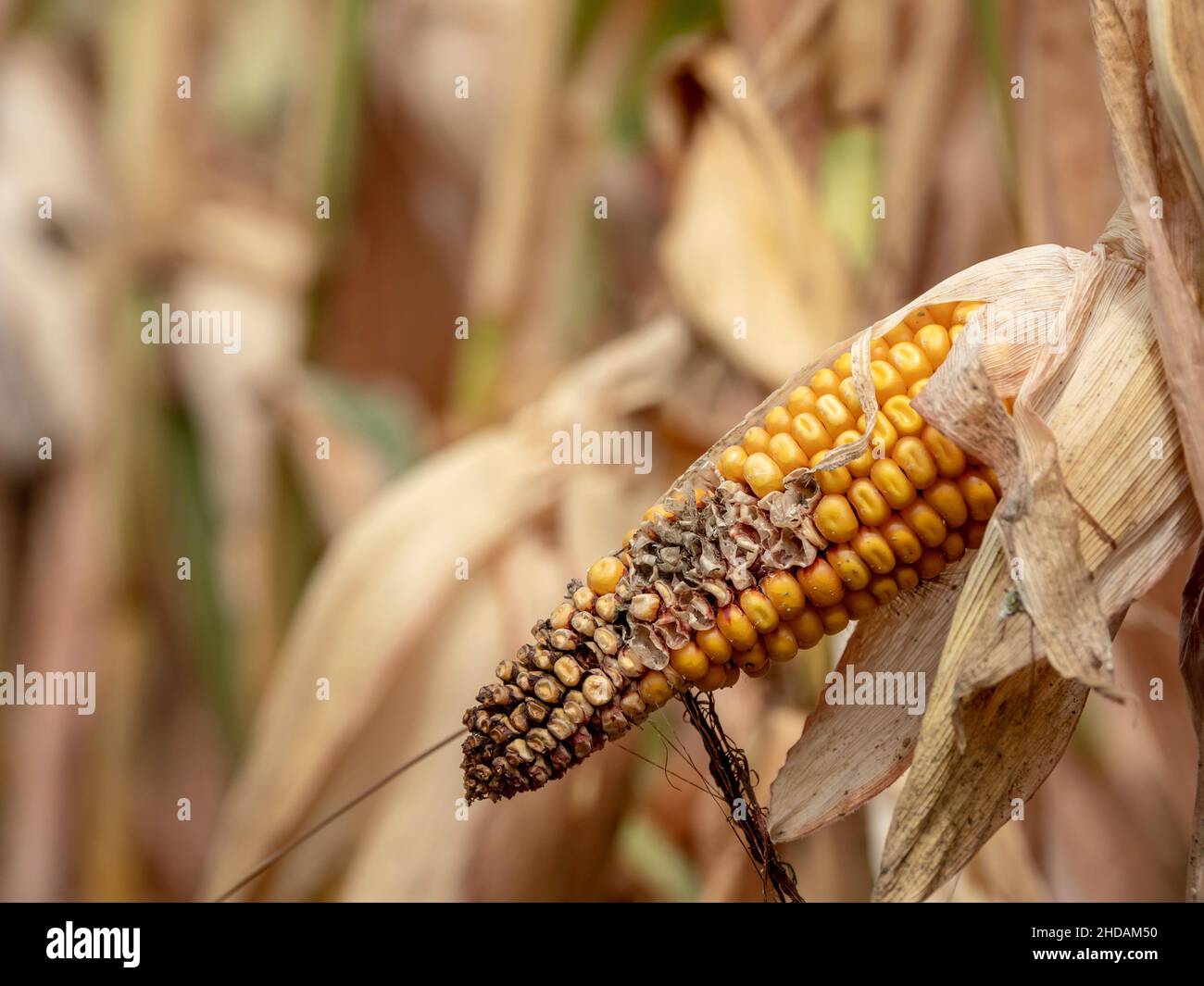 Maisfeld mit Dürreschäden. Durch zu wenig Regen vertrocknen die Felder. Stock Photo
