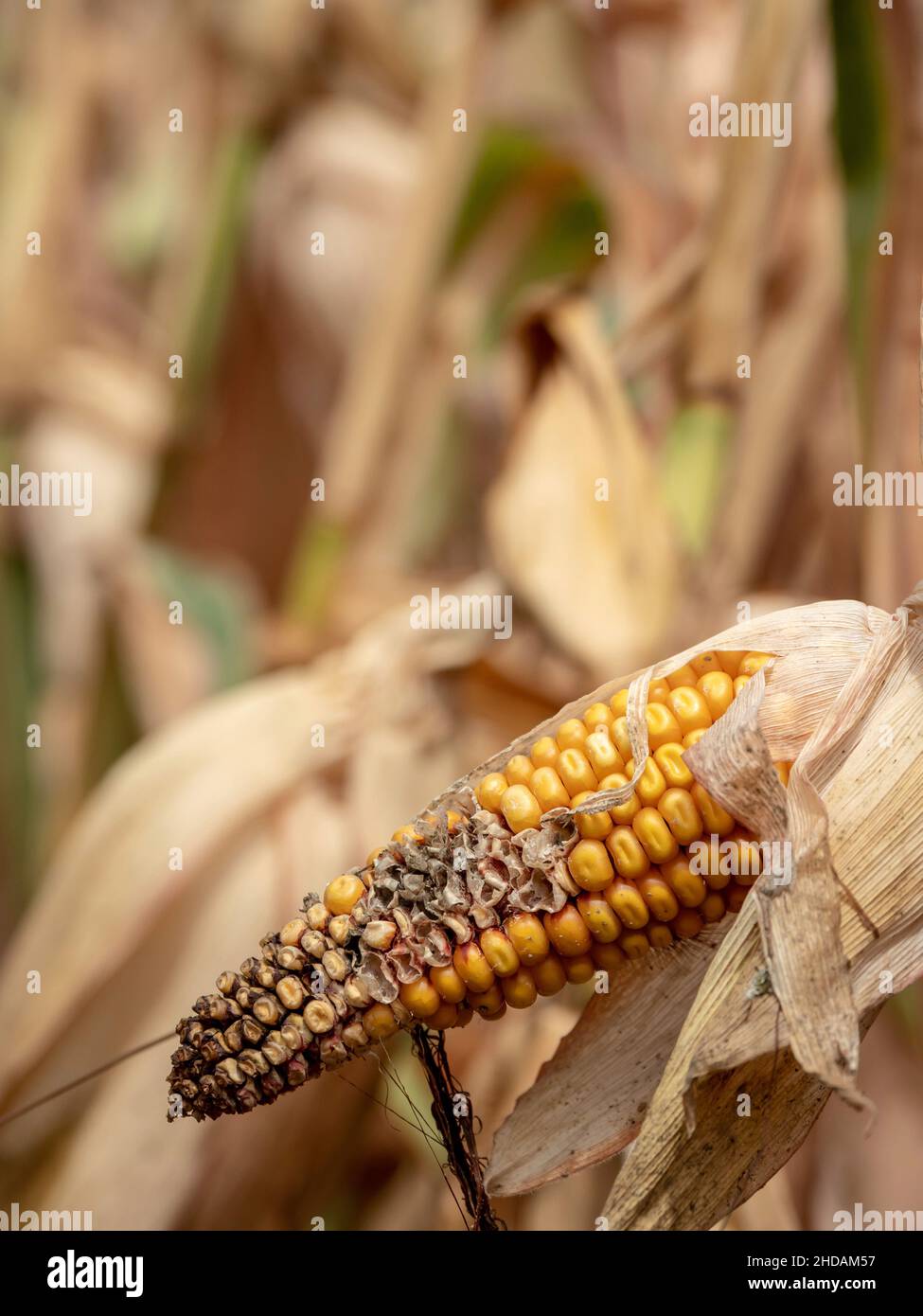 Maisfeld mit Dürreschäden. Durch zu wenig Regen vertrocknen die Felder. Stock Photo