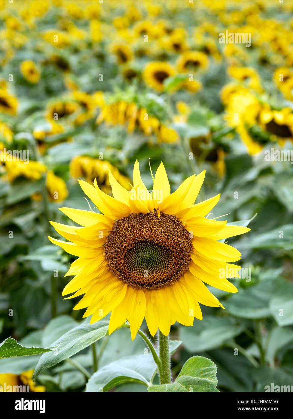 Viele gelbe Sonnenblumen auf einem Feld in der Landwirtschaft Stock Photo