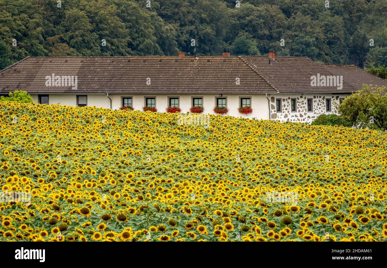 Viele gelbe Sonnenblumen auf einem Feld in der Landwirtschaft. Bauernhaus im Mühlviertel in Oberösterreich Stock Photo