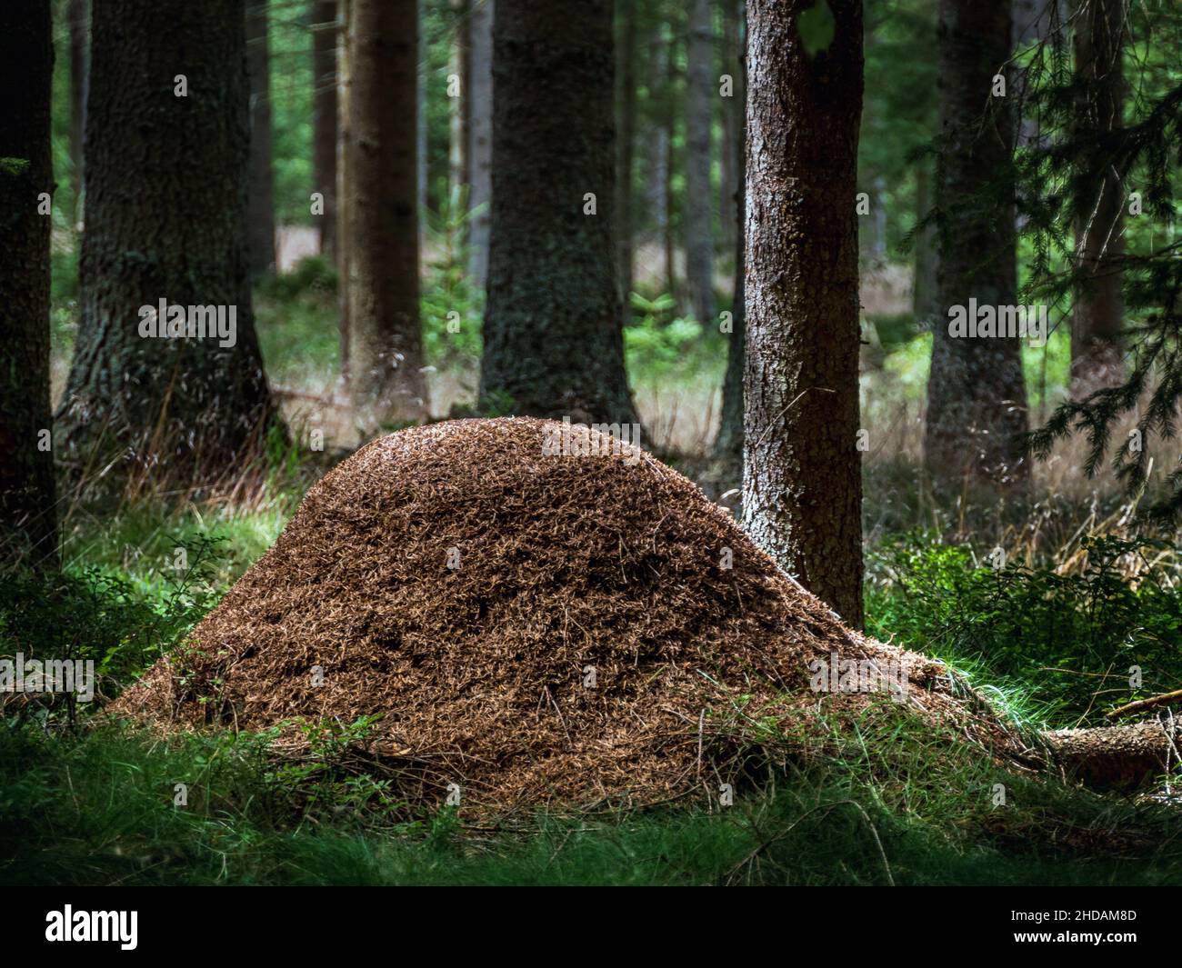 Ameisenhaufen im Wald Stock Photo - Alamy