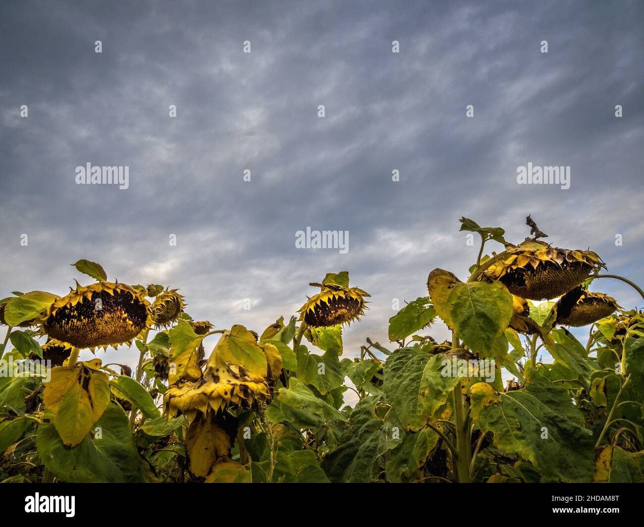Auf einem Feld stehen zu Herbstbeginn verblühte Sonnenblumen. Stock Photo