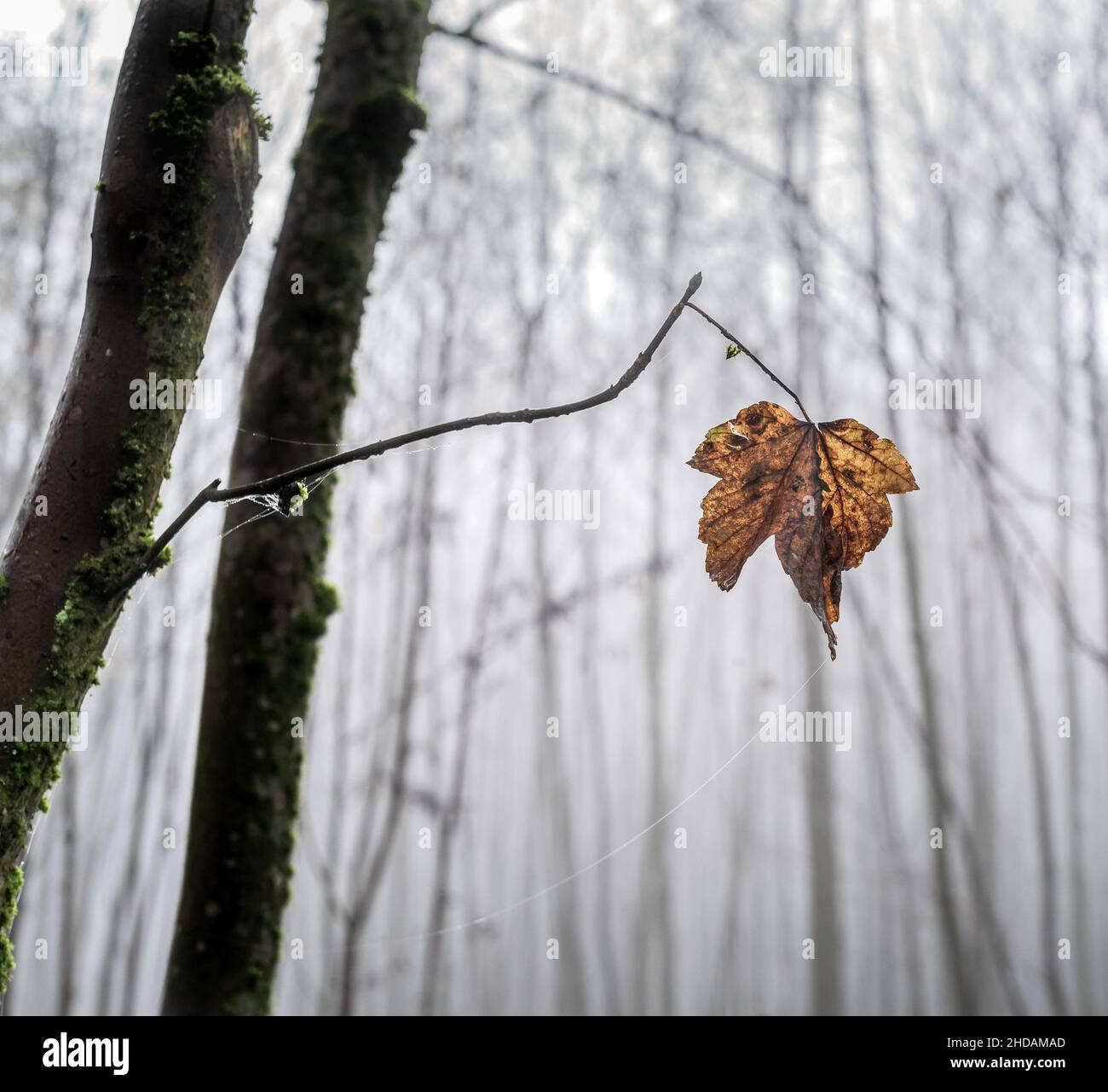 Ein Blatt hängt einsam auf einem Ast eines Baumes im späten Herbst. Stock Photo