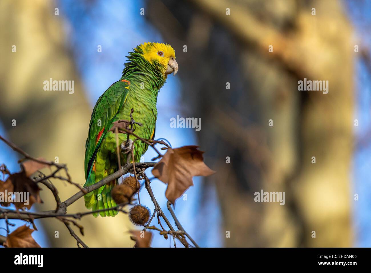 Papageien hi-res stock photography and images - Page 10 - Alamy