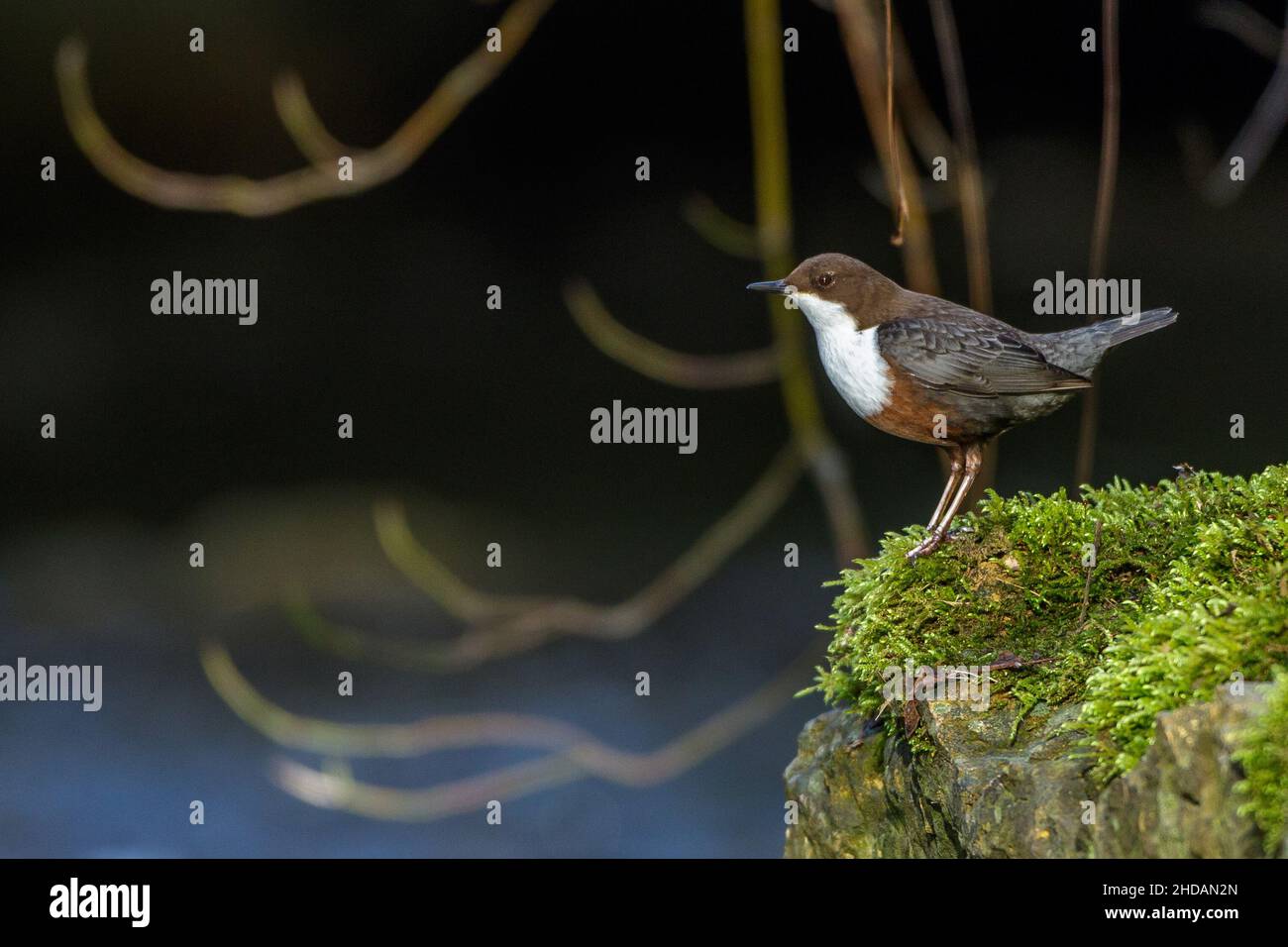 Wasseramsel (Cinclus cinclus) Stock Photo