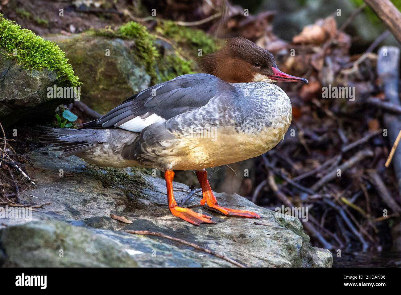 Gänsesäger (Mergus merganser) Weibchen Stock Photo