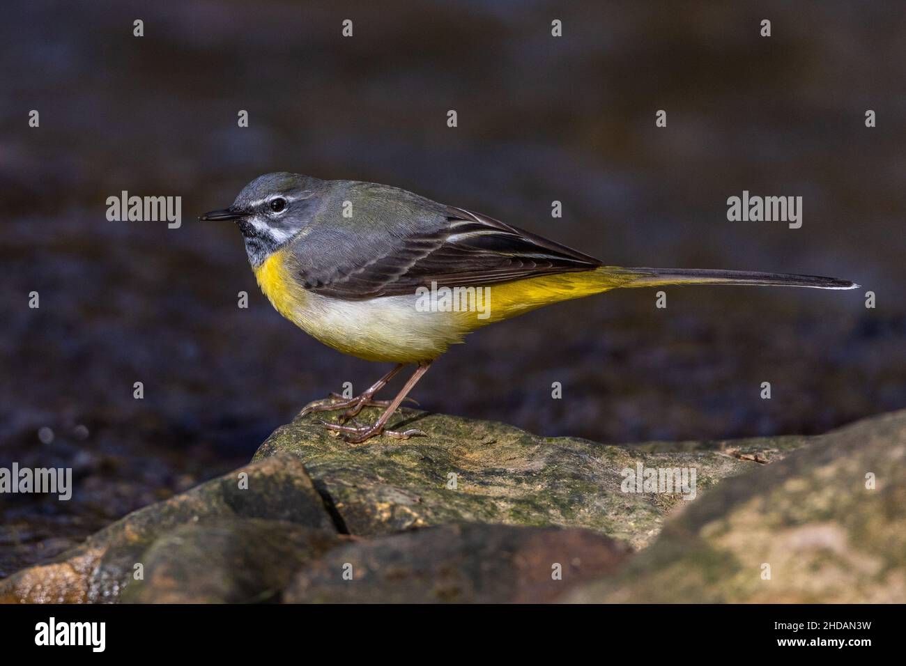 Gebirgsstelze (Motacilla cinerea) Männchen Stock Photo