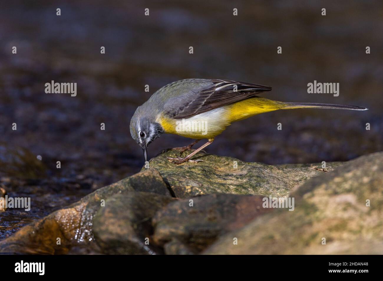 Gebirgsstelze (Motacilla cinerea) Männchen Stock Photo