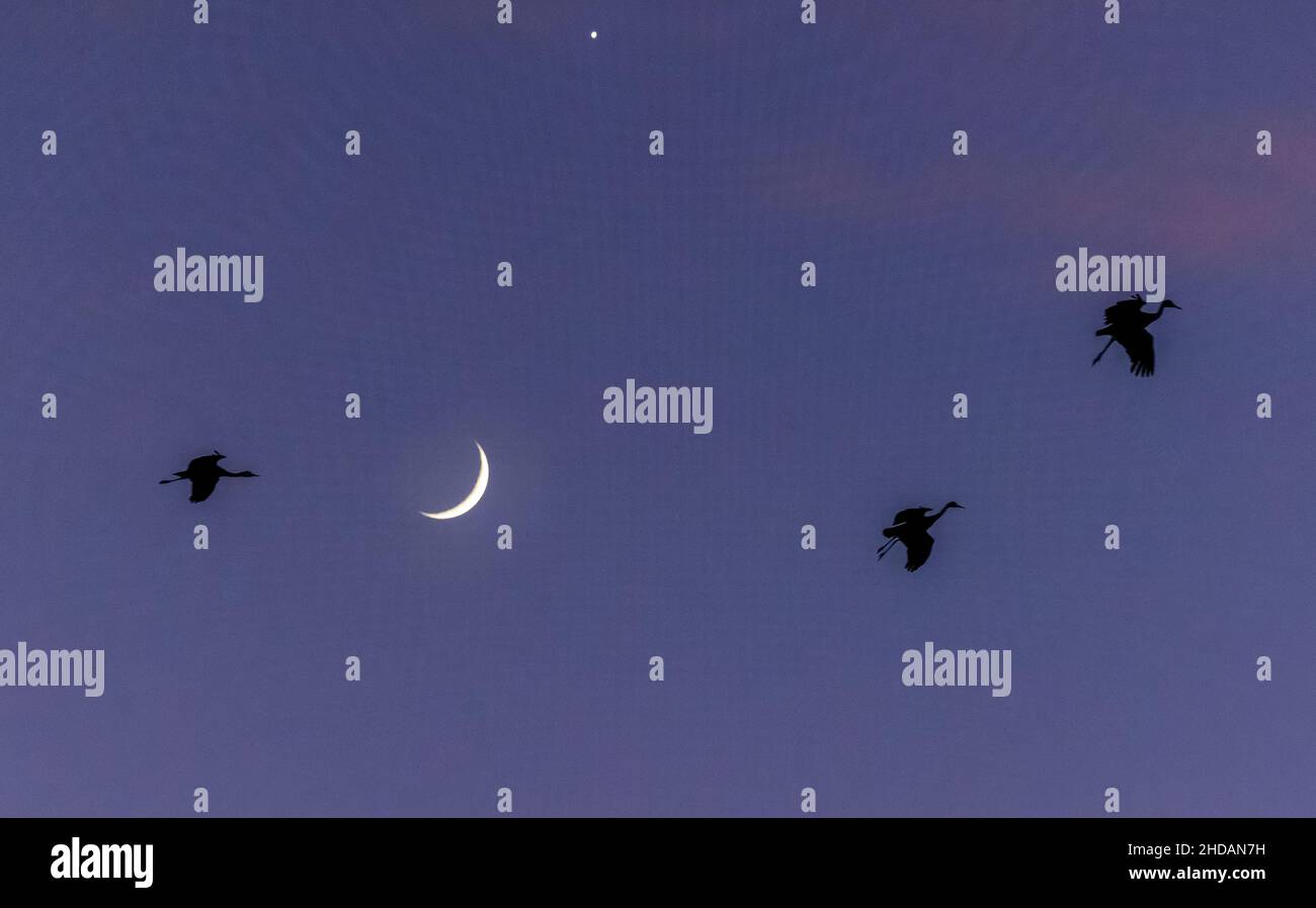 Snow Geese in flight in winter, crossing the new moon, over the Rio Grande, Bosque del Apache. New Mexico. Stock Photo