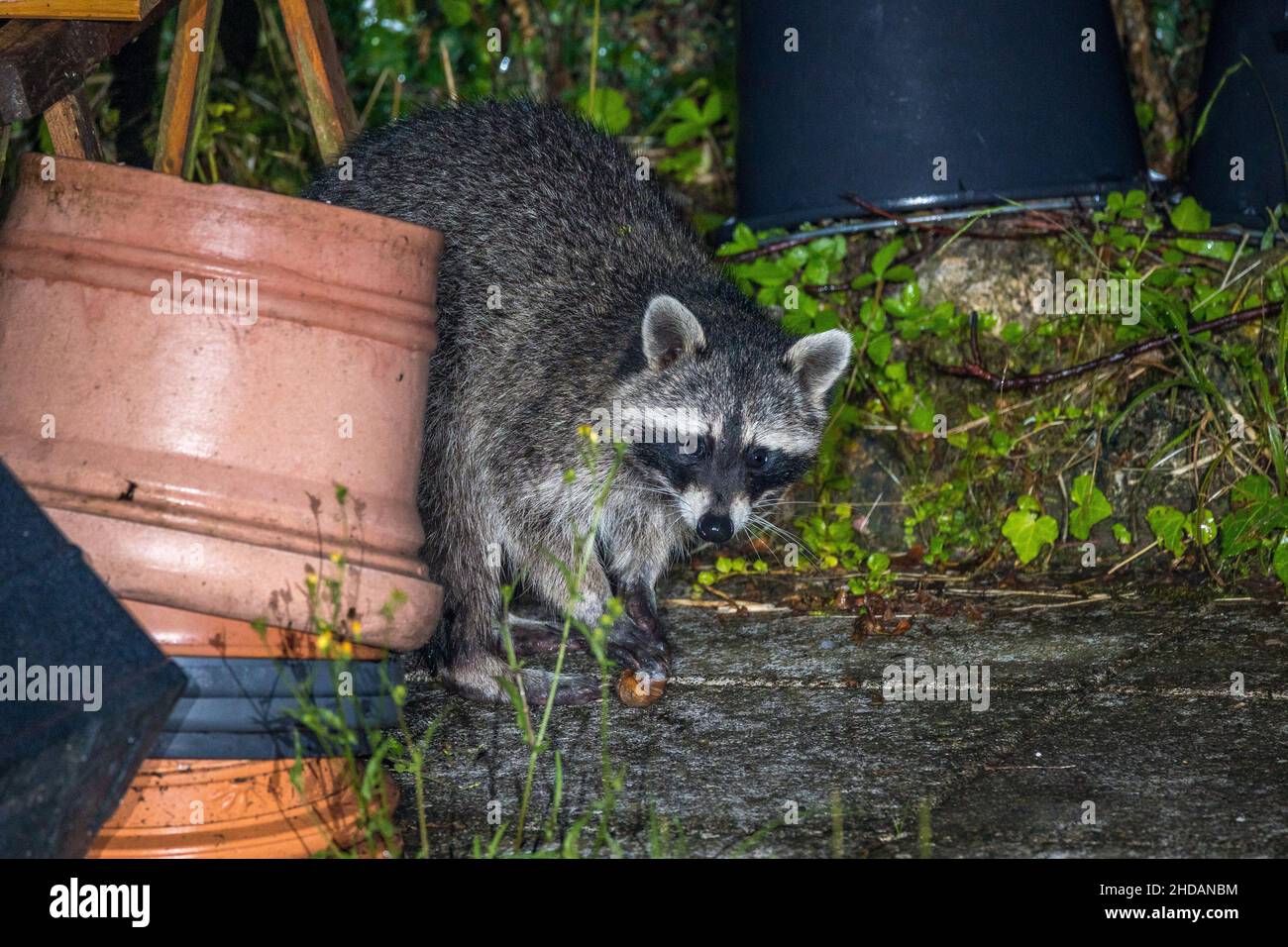 Wunderbar Waschbr Im Garten Anzeichen Fotos