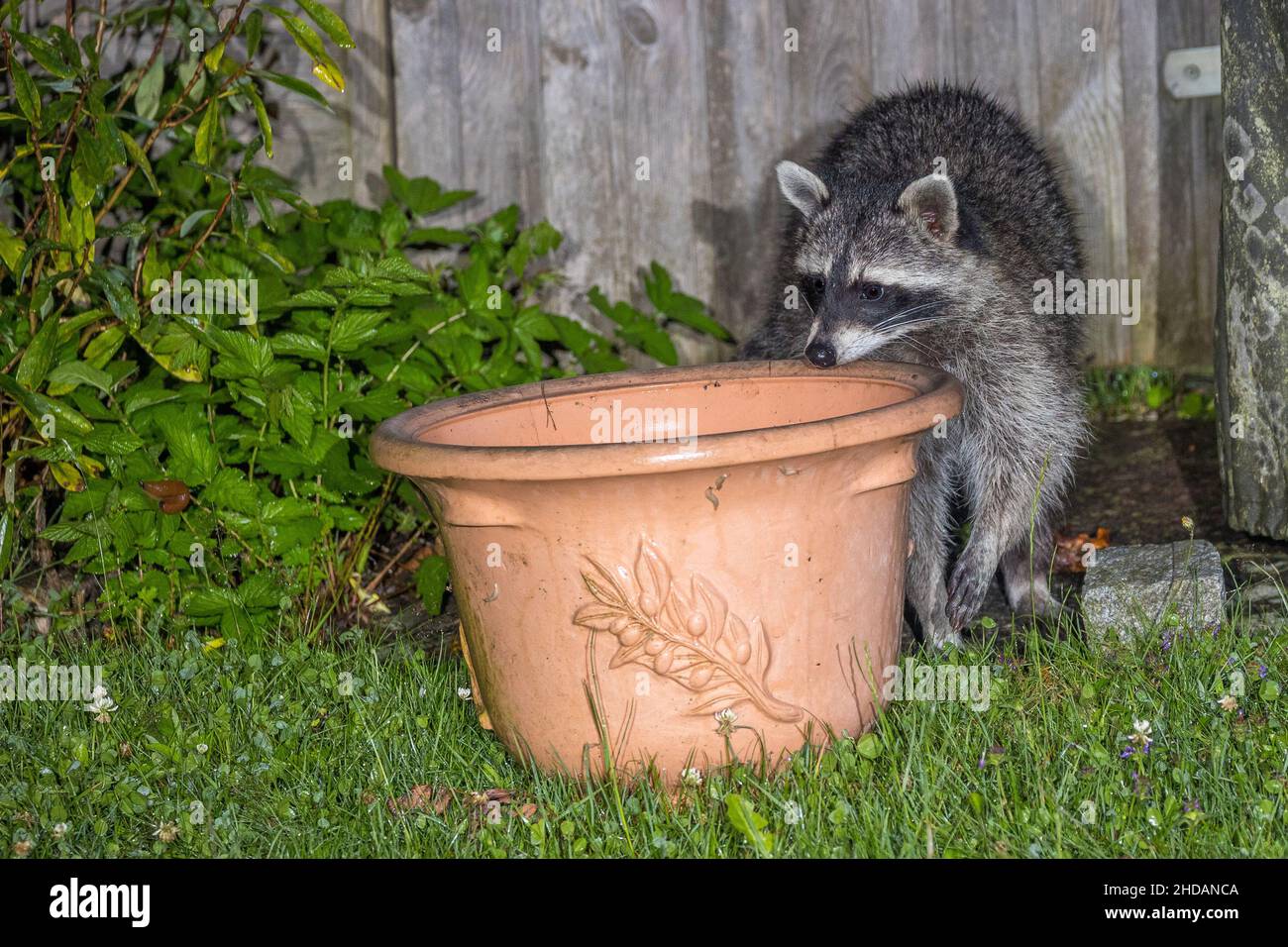 Wunderbar Waschbr Im Garten Anzeichen Fotos