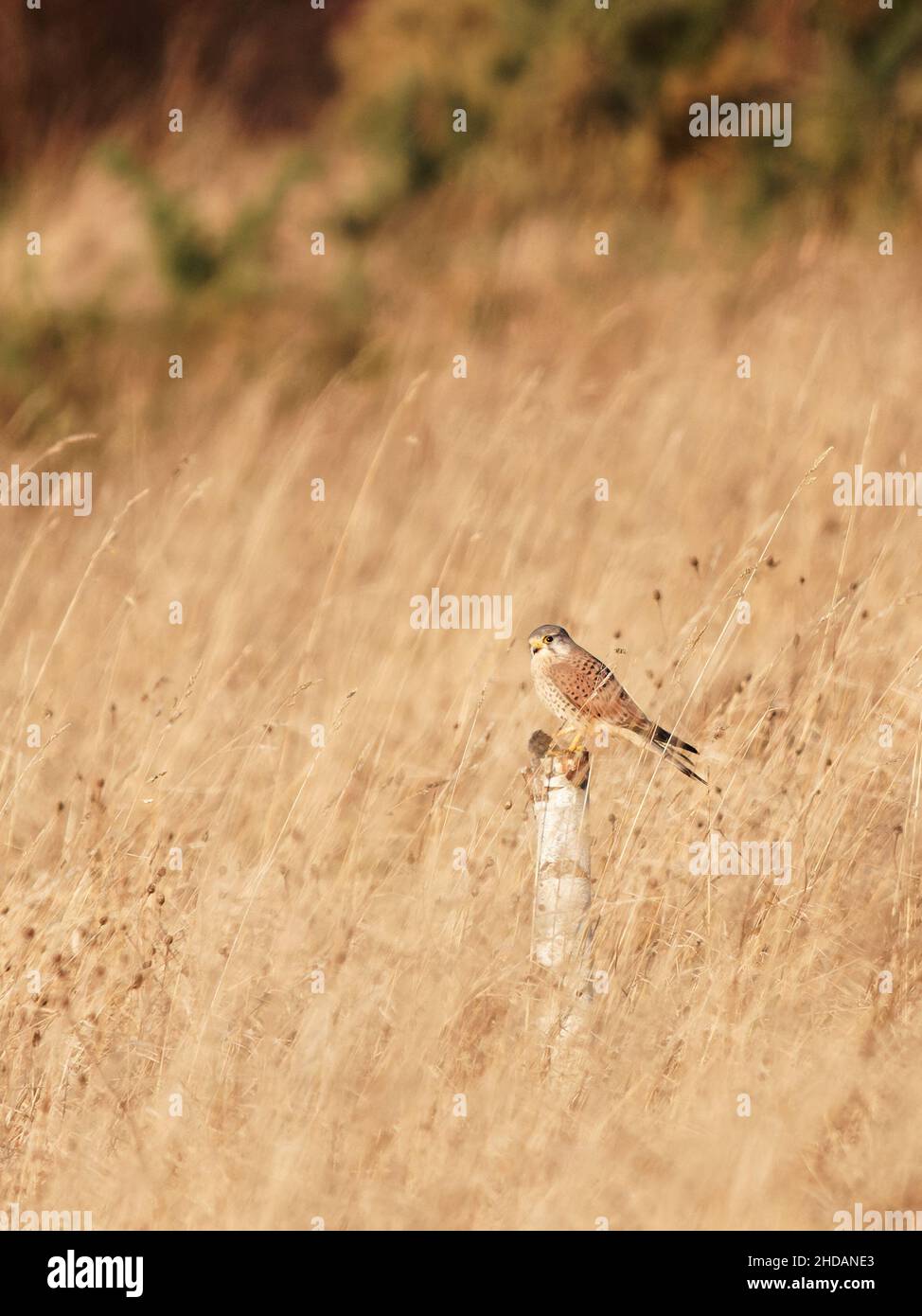 A kestrel (Falco tinnunculus) perched on a post in tall grass at St Aidans, a RSPB reserve in Leeds, West Yorkshire. Stock Photo
