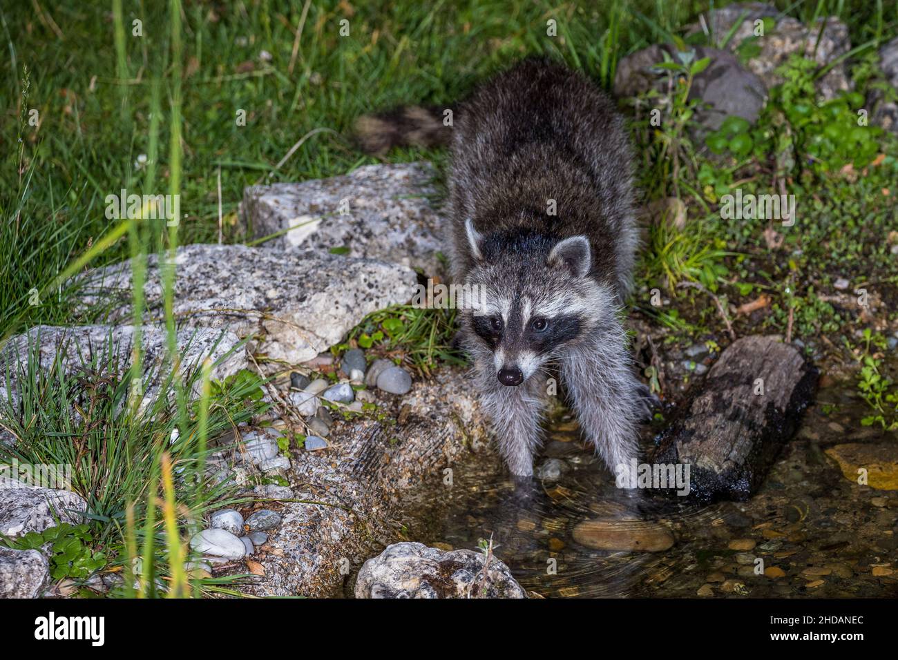 Wunderbar Waschbr Im Garten Anzeichen Fotos