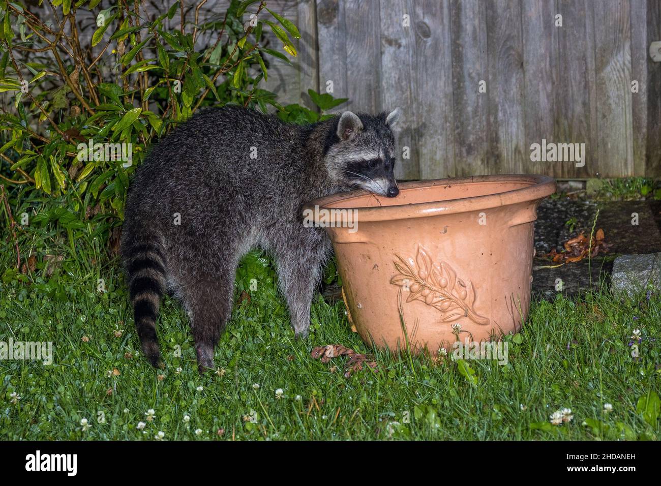 Wunderbar Waschbr Im Garten Anzeichen Fotos