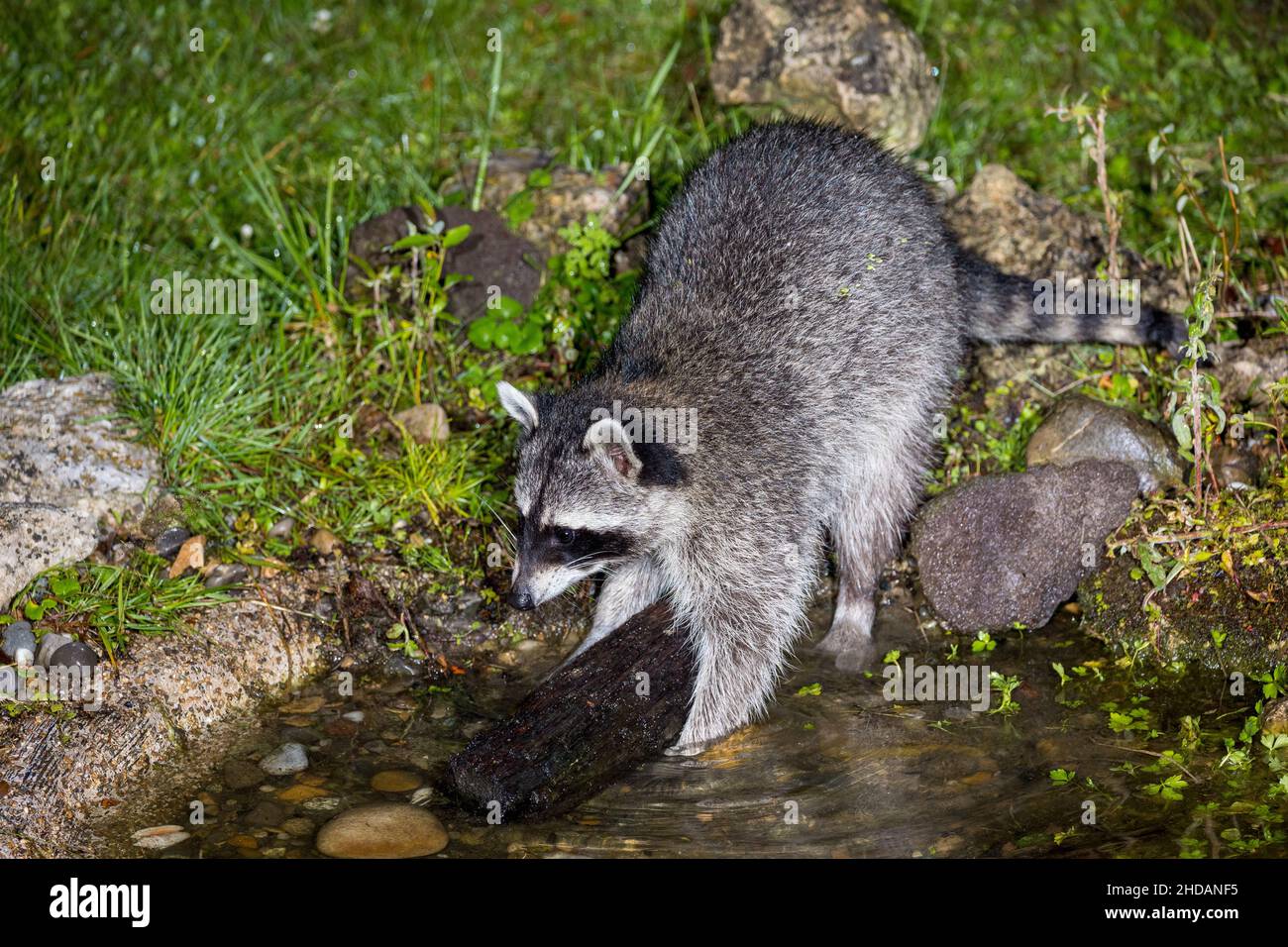 Wunderbar Waschbr Im Garten Anzeichen Fotos