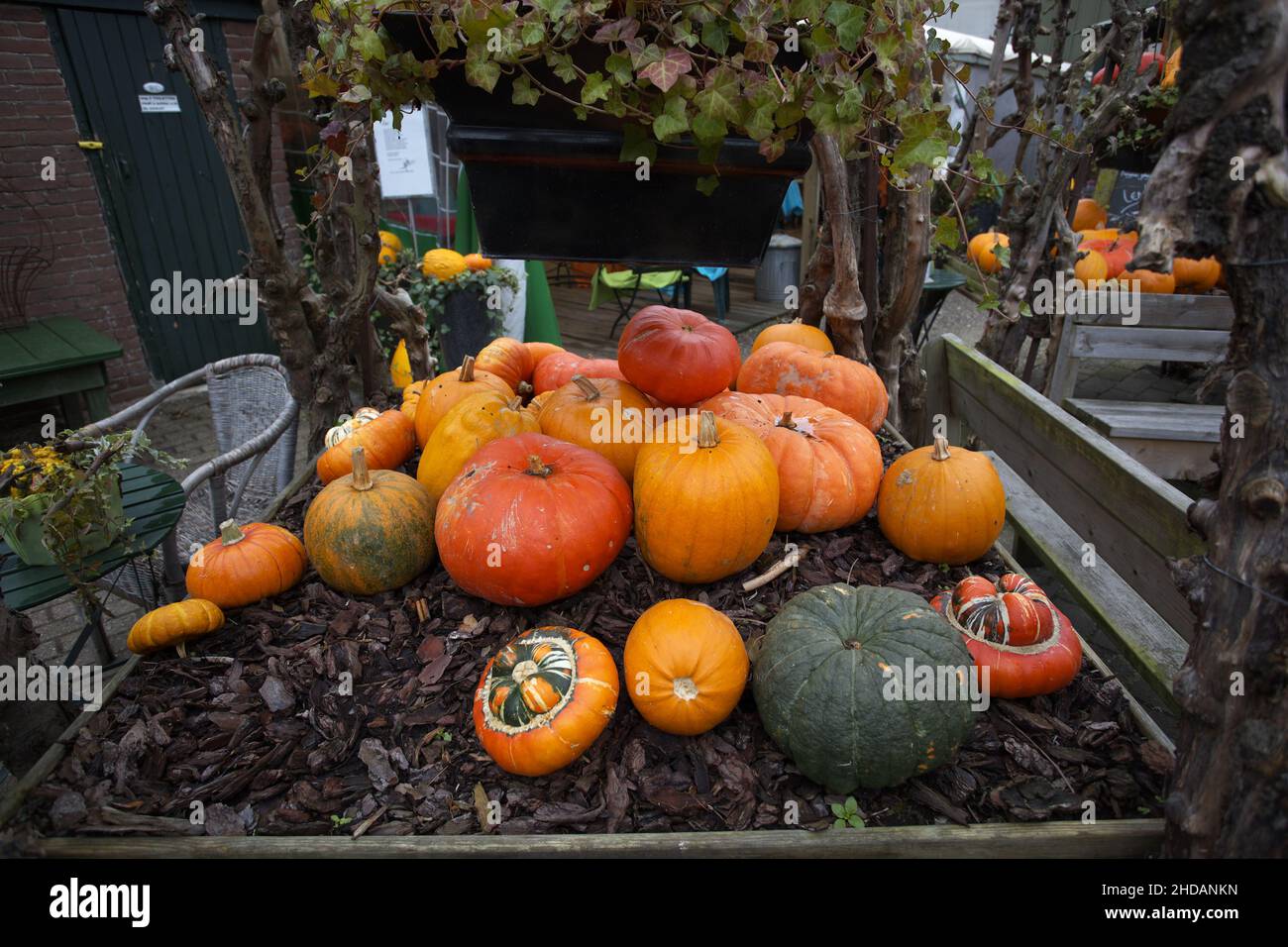 Various pumpkins in the garden at fall Stock Photo - Alamy