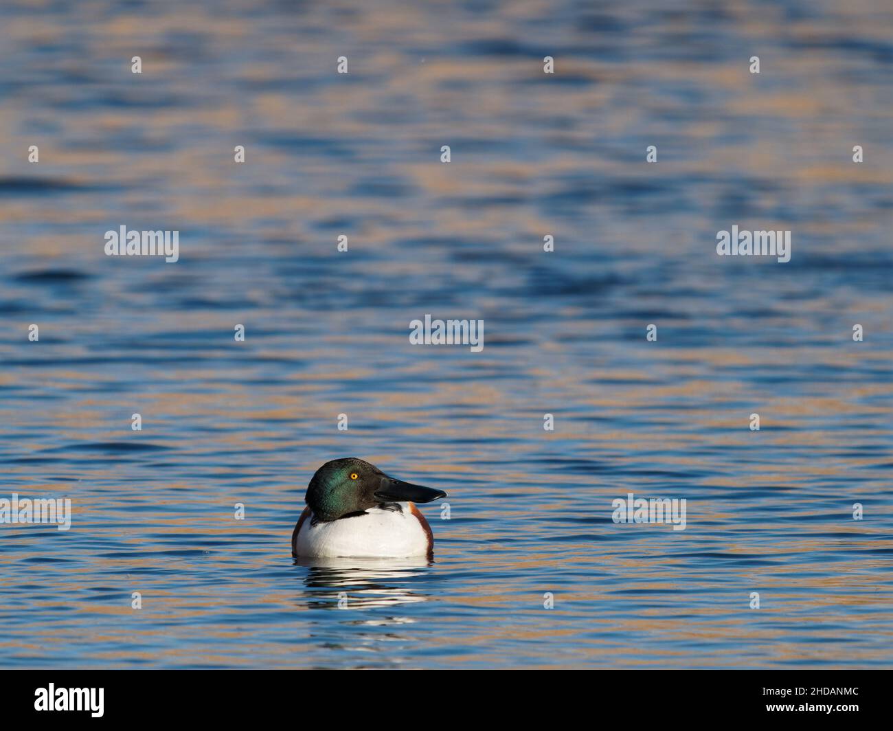 A male shoveler duck (Anas clypeata) on the water at the RSPB Dearne Valley Old Moor, a nature reserve in Barnsley, South Yorkshire. Stock Photo