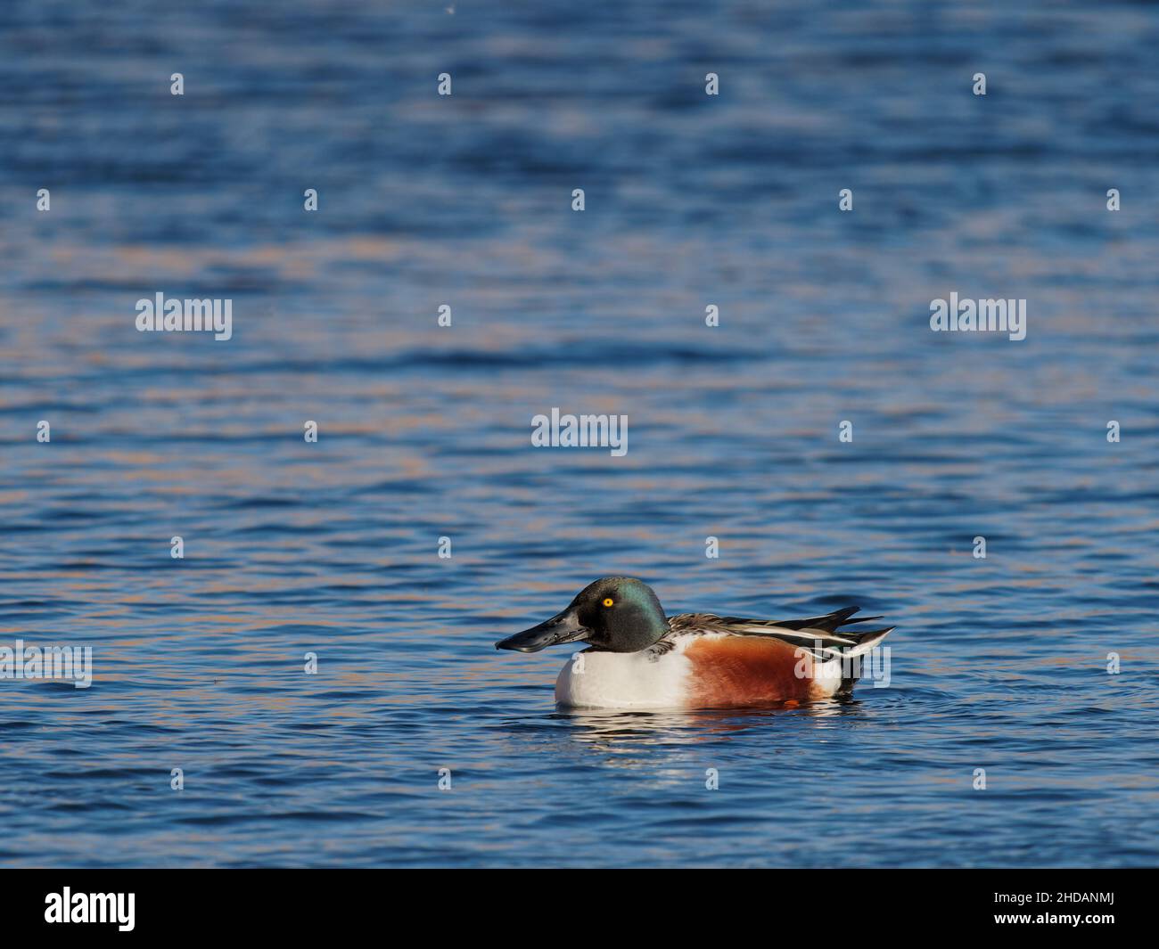 A male shoveler duck (Anas clypeata) on the water at the RSPB Dearne Valley Old Moor, a nature reserve in Barnsley, South Yorkshire. Stock Photo